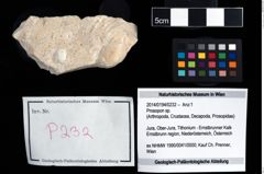 Foto (Objekt + Etikett) von Prosopon sp.  (NHMW-GEO-2014-0194-0232)